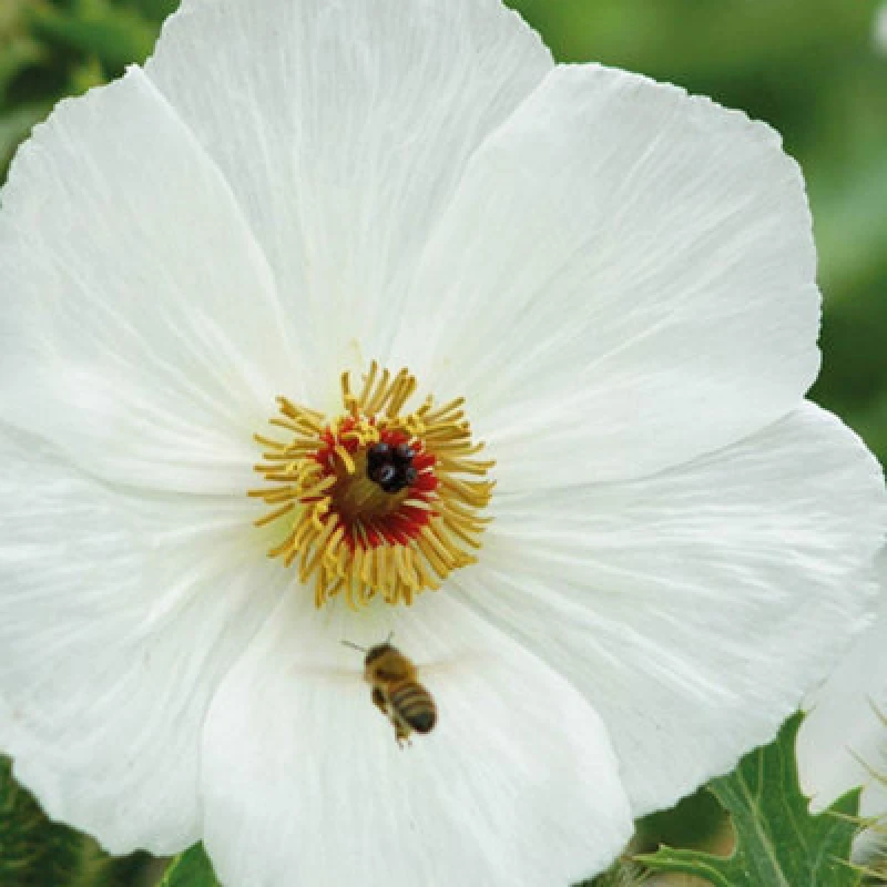 Image of Thompson & Morgan Argemone Platyceras 1 Seed Packet