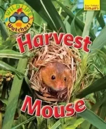 Image of Wildlife Watchers: Harvest Mouse