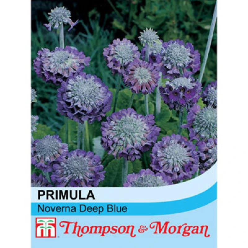 Image of Thompson & Morgan Primula Capitata Noverna Deep Blue 1 Seed Packet (25 Seeds)
