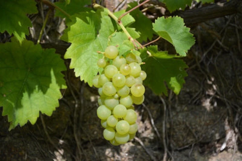 Image of Direct Plants Grape Vine Vitis Vroege Van Der Laan 3-4ft Tall Supplied In A 3 Litre Pot