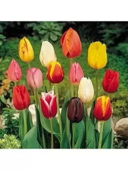 image of Tulip 'Triumph Mixed' - 25 Bulbs