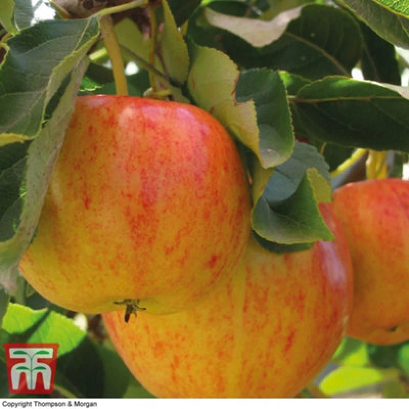 Image of Thompson & Morgan Apple (Malus) Mini Gala 9Cm Pot X 1