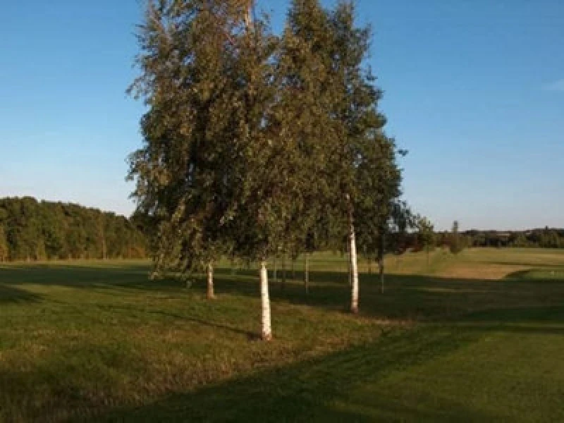 Image of Inspirational Gifting 2-3ft Silver Birch (Betula Pendula) Field Grown Hedging Plants Tree Sapling - Pack Of 10