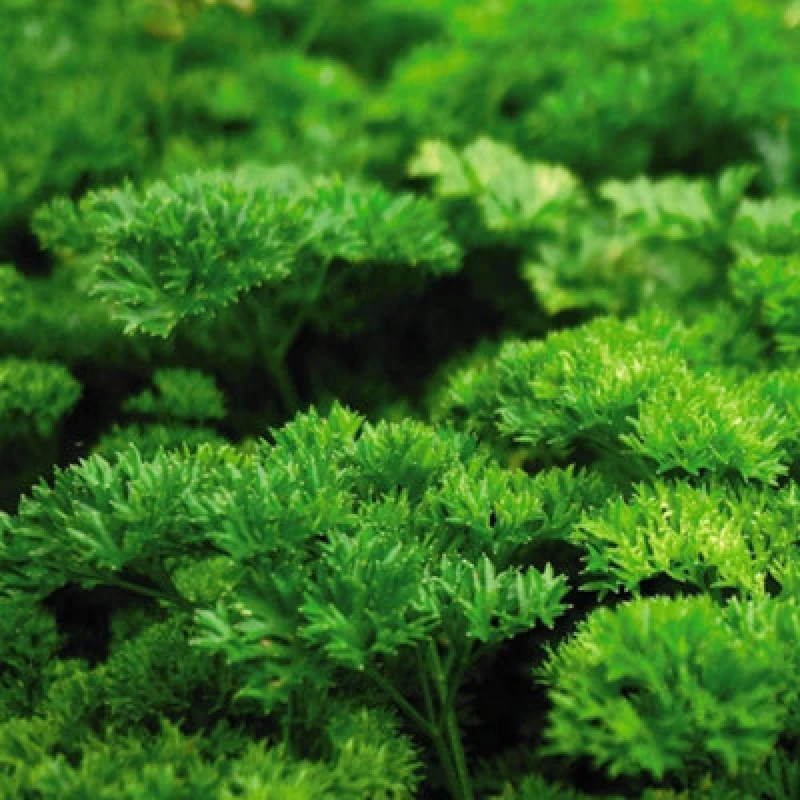 Image of Thompson & Morgan Herb Parsley Champion 1 Seed Packet (750 Seeds)