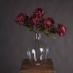 Image of Autumn Spider Chrysanthemum