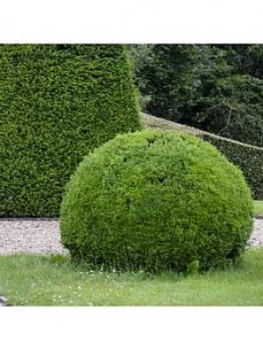 Image of Yew (Taxus) Topiary Ball 30Cm