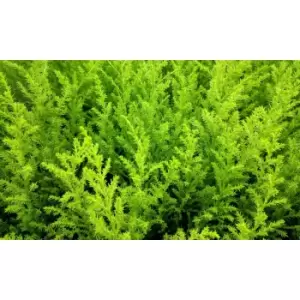 Image of Thompson & Morgan Thompson and Morgan Italian Cypress Tree - Cupressus Goldcrest 10.5cm Pot x 1