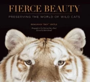 Image of fierce beauty preserving the world of wild cats