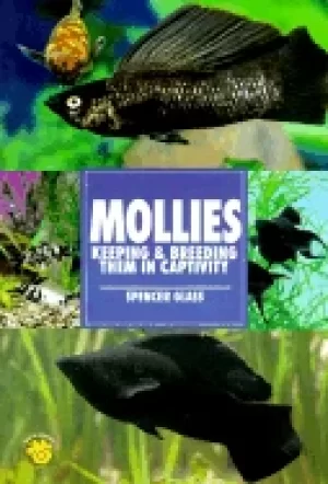 Image of mollies keeping and breeding them in captivity