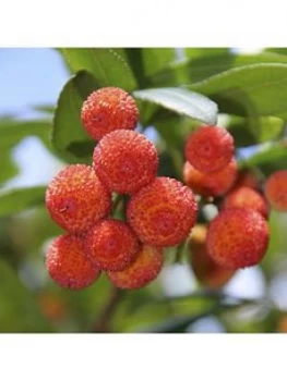 image of Arbutus Unedo Strawberry Tree 3L