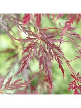 image of Acer Dissectum 'Garnet' 3L Potted Plant