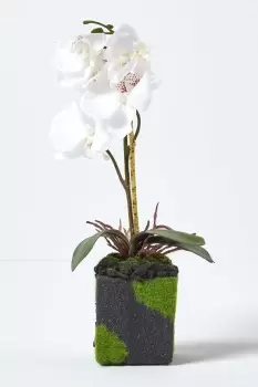 image of Small White Phalaenopsis Artificial Orchid in Black Pot, 30cm Tall