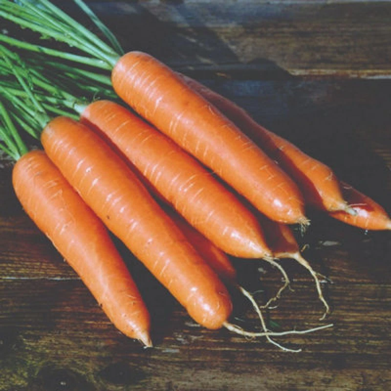 Image of Carrot Eskimo F1 Hybrid Seeds Cold-Tolerant Maincrop Rhs Agm Sweet Orange Roots 1 X Packet 50 Seeds By Thompson & Morgan