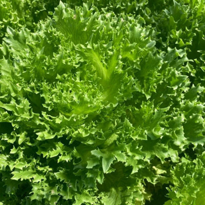 Image of Thompson & Morgan Frillice Lettuce Seeds Crunchy Curly Hybrid Disease Resistant Half-Hardy Annual (25 Seeds)