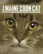 Image of maine coon cat