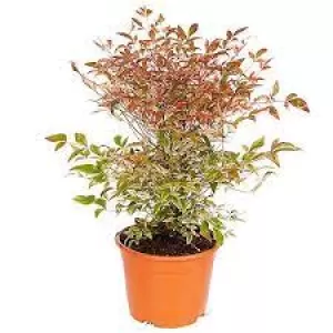 image of Nandina Twilight 3L