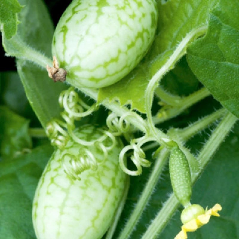 Image of Thompson & Morgan Cucamelon Melothria Seeds Fast-Growing Mini Melon Vine Drought Tolerant Cucumber-Lemon Flavored 15 Seeds