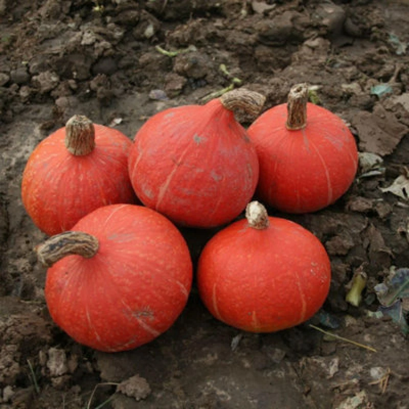 Image of Thompson & Morgan Kabocha Sun Spot Squash Seeds Small Dark Orange Dense Flesh Easy Grow Vegetable (1 Packet 4 Seeds)