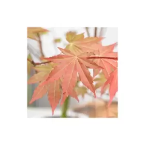 Acer palmatum Brown Sugar 19cm