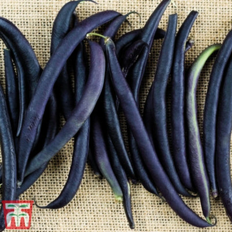 Image of Thompson & Morgan Bean Dwarf French Celine 1 Packet (120 Seeds)