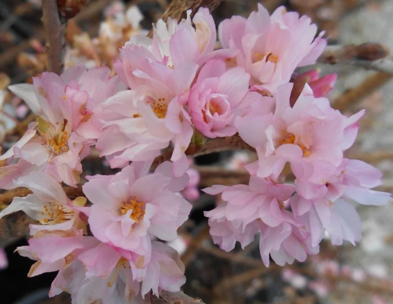 Image of Direct Plants Prunus Autumnalis Rosea Flowering Cherry Tree 5-6ft Supplied in a 7.5 Litre Pot in Green Green Unisex