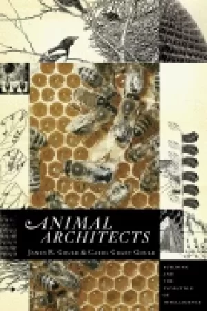 Image of animal architects building and the evolution of intelligence