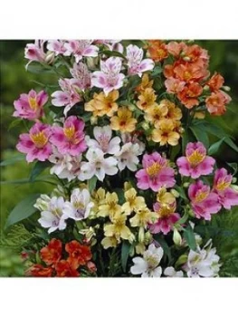 Image of Hardy Alstroemeria Ligtu Hybrids 10 X Bare Roots