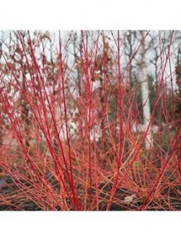 Bloodtwig Dogwood Cornus Sanguinea 'AnnyS Winter Orange' 3L