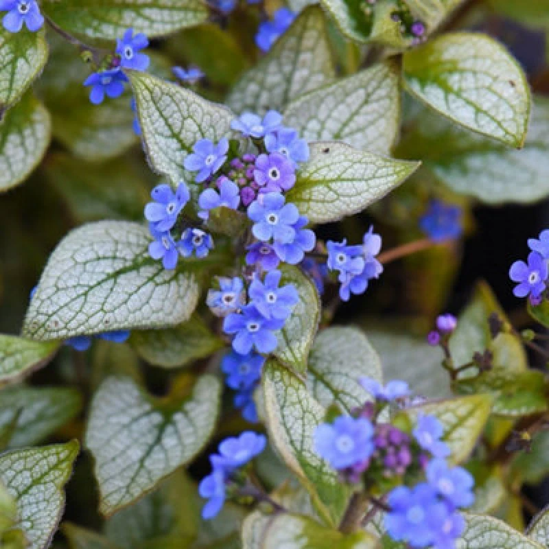 Image of Thompson & Morgan Brunnera Macrophylla Jack Frost 9Cm Potted Plant X 1