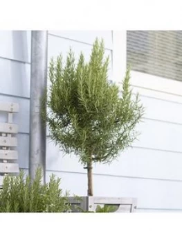 Image of Standard Rosemary Tree 3L Potted Plant 90Cm Tall