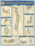 Image of joints and ligaments