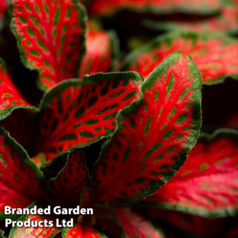 Image of Thompson & Morgan Houseplant Fittonia Mosaic Red Tiger 8.5Cm Potted Plant X 1
