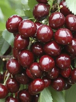 Image of Sweet Cherry Stella Tree, 1.4M Bare Root