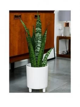 image of Ivyline Pisa Planter