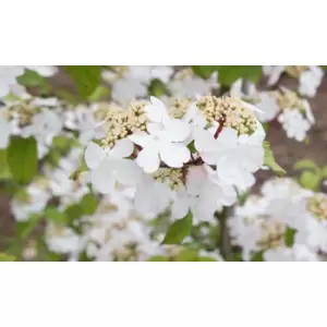 Image of Thompson & Morgan Thompson and Morgan Viburnum Kilimanjaro Sunrise 3 Litre Pot x 2
