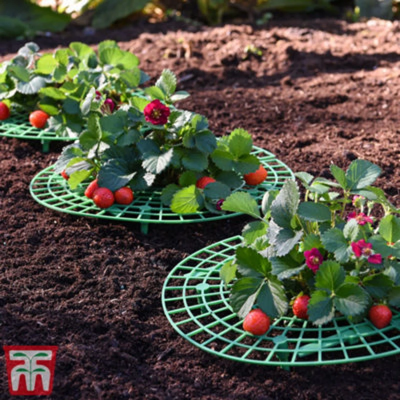 Image of Thompson & Morgan Strawberry Support Frame Durable Weatherproof Plastic Support For Fruit Garden Plants (X1)