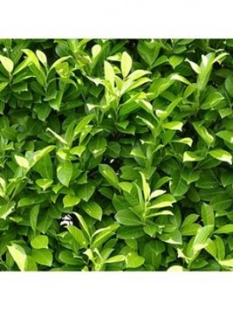 Image of Laurel Hedging - 25 Plants - 25 Plants