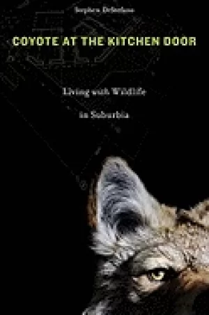 Image of coyote at the kitchen door living with wildlife in suburbia