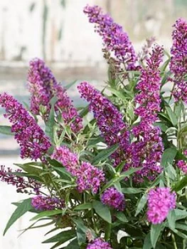 Image of Buddleja Davidii Butterfly Tower 2 X 9Cm Pot