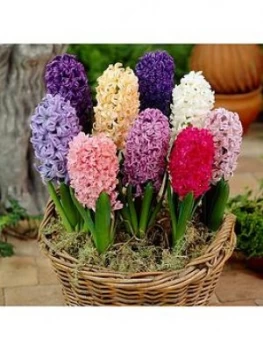Image of Mixed Garden Hyacinths X 12 Bulbs
