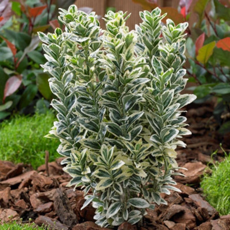 Image of Thompson & Morgan Euonymus Japonicus White Spire 9Cm Potted Plant X 2