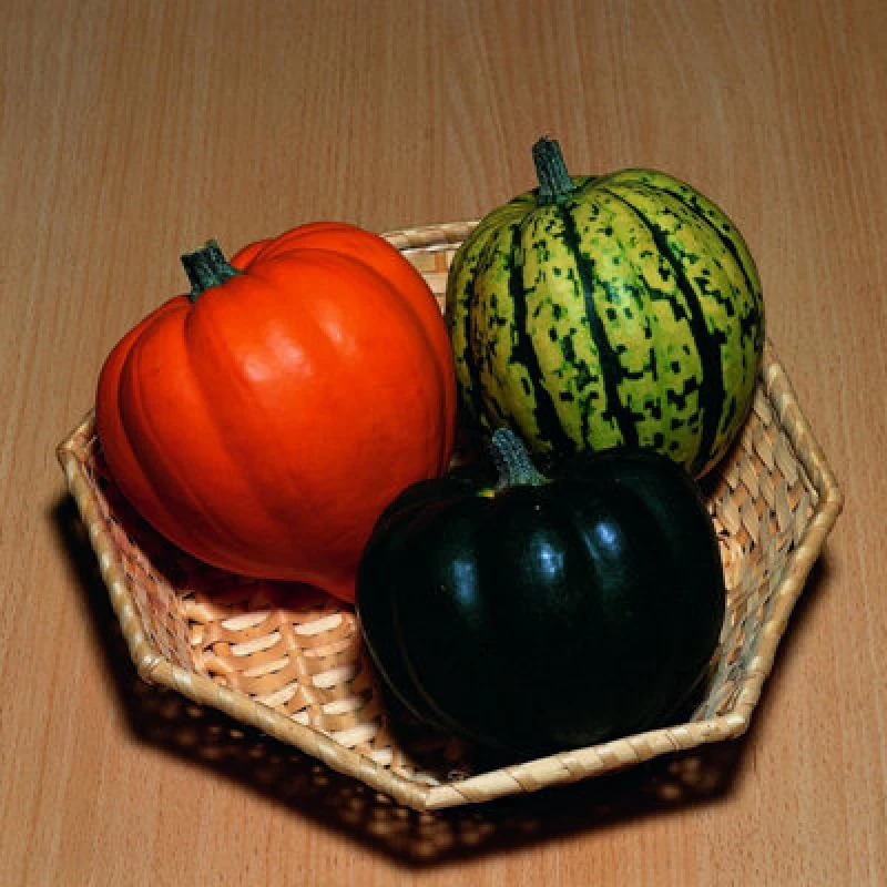 Image of Thompson & Morgan Squash Celebration F1 Acorn-Type Vegetable Seeds - Sweet Nutty Compact Plants - Good Storage - For UK Growing - 1 Packet X 5 Seeds
