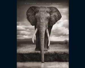 Image of A shadow falls by Nick Brandt