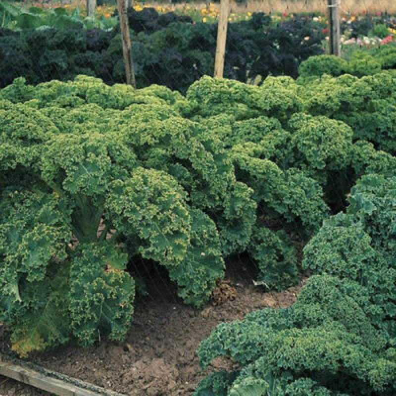Image of Thompson & Morgan Kale Dwarf Green Curled 1 Seed Packet
