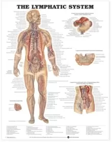 Image of The Lymphatic System Anatomical Chart