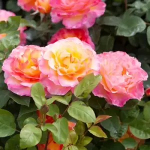 image of YouGarden Rose 'Gorgeous'