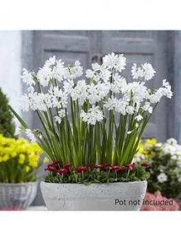 Image of Scented Papewhite Indoor Narcissi X 10 Bulbs