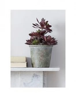 image of Cox & Cox Faux Potted Burgundy Tipped Succulent