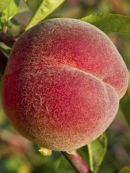 Image of Peach 'Red Haven' 1.4M Bare Root Tree