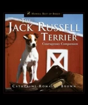 Image of jack russell terrier courageous companion